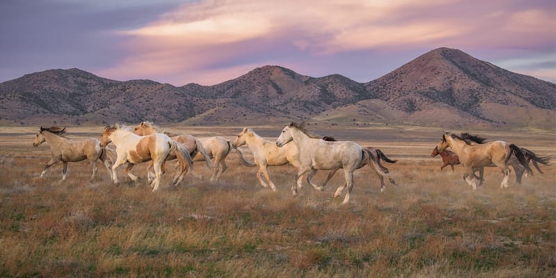 Onaqui Run At Sunset - fine art wildlife photography by Lisa Manifold captures a serene moment in time featuring a herd of wild horses at sunset. | Life+Style Magazine